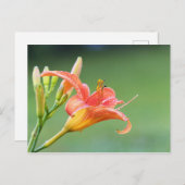 Ditch Lily Postkarte (Vorne/Hinten)