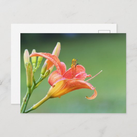 Ditch Lily Postkarte (Vorne/Hinten)