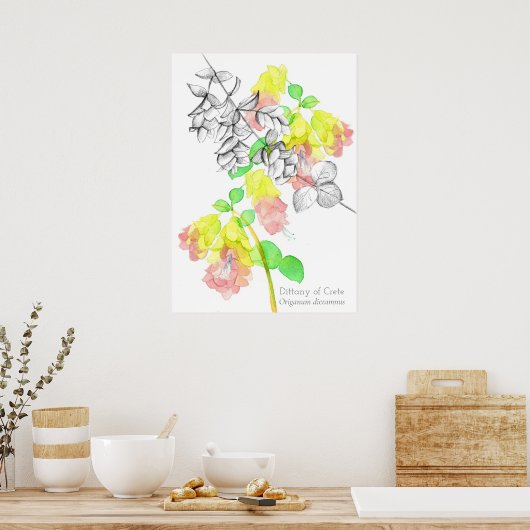 Dittany von Kreta Poster (Küche)