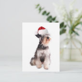 Ditzy Dogs~Original Postcard~Miniature Schnauzer Postkarte (Stehend Vorderseite)