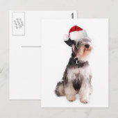 Ditzy Dogs~Original Postcard~Miniature Schnauzer Postkarte (Vorne/Hinten)