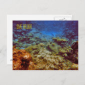 Dive Aruba Postkarten (Vorne/Hinten)