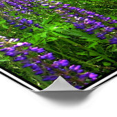 Diversity in einem Lupinefeld Poster (Ecke)