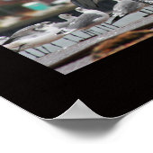 Diversity, nicht nur für Vögel Poster (Ecke)