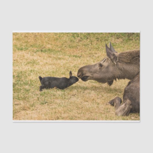 Diversity Seidenpapier (Vorderseite)