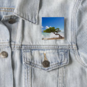 Divi Divi Baum, Eagle Beach, Aruba, Karibik Button (Beispiel)
