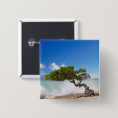 Divi Divi Baum, Eagle Beach, Aruba, Karibik Button (Vorne & Hinten)