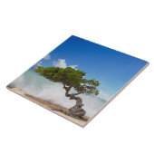 Divi Divi Baum, Eagle Beach, Aruba, Karibik Fliese (Seite)