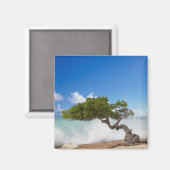 Divi Divi Baum, Eagle Beach, Aruba, Karibik Magnet (Vorderseite/Rückseite)