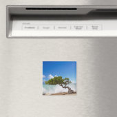 Divi Divi Baum, Eagle Beach, Aruba, Karibik Magnet (In Situ (Geschirrspüler))