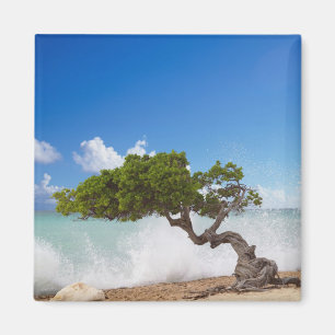 Divi Divi Baum, Eagle Beach, Aruba, Karibik Magnet