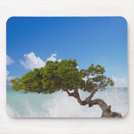 Divi Divi Baum, Eagle Beach, Aruba, Karibik Mousepad (Vorne)