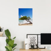 Divi Divi Baum, Eagle Beach, Aruba, Karibik Poster (Heimbüro)