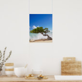 Divi Divi Baum, Eagle Beach, Aruba, Karibik Poster (Küche)