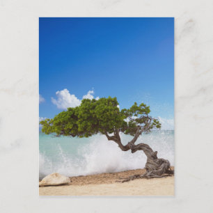 Divi Divi Baum, Eagle Beach, Aruba, Karibik Postkarte