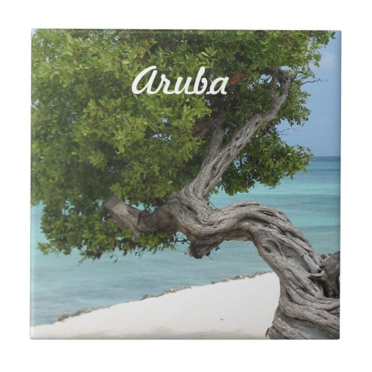 Divi Divi Baum in Aruba Fliese (Vorderseite)