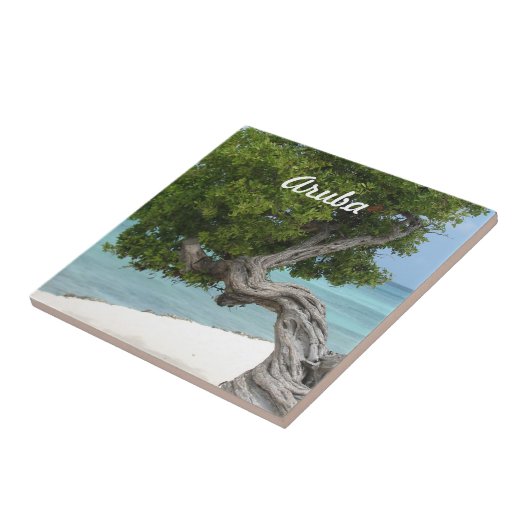 Divi Divi Baum in Aruba Fliese (Seite)