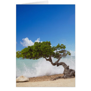 Divi Divi Tree, Eagle Beach, Aruba, Karibik