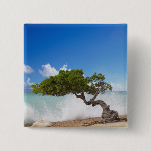 Divi Divi Tree, Eagle Beach, Aruba, Karibik Button