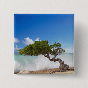 Divi Divi Tree, Eagle Beach, Aruba, Karibik Button
