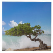 Divi Divi Tree, Eagle Beach, Aruba, Karibik Fliese (Vorderseite)