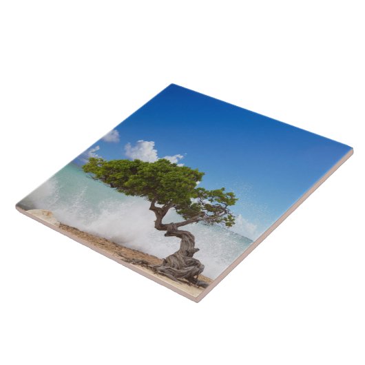 Divi Divi Tree, Eagle Beach, Aruba, Karibik Fliese (Seite)