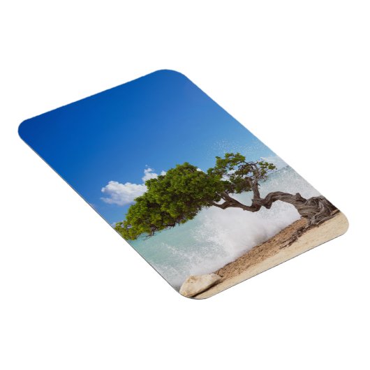 Divi Divi Tree, Eagle Beach, Aruba, Karibik Magnet (Rechte Seite)