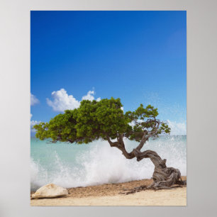 Divi Divi Tree, Eagle Beach, Aruba, Karibik Poster