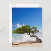 Divi Divi Tree, Eagle Beach, Aruba, Karibik Postkarte (Vorne/Hinten)
