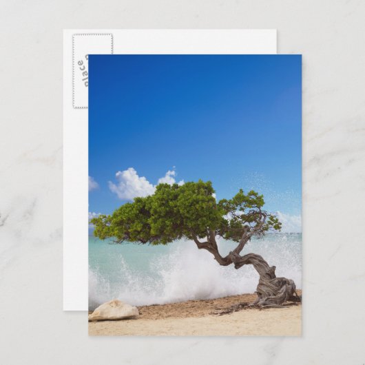 Divi Divi Tree, Eagle Beach, Aruba, Karibik Postkarte (Vorne/Hinten)