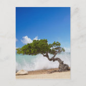 Divi Divi Tree, Eagle Beach, Aruba, Karibik Postkarte (Vorderseite)