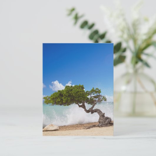 Divi Divi Tree, Eagle Beach, Aruba, Karibik Postkarte (Stehend Vorderseite)