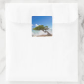 Divi Divi Tree, Eagle Beach, Aruba, Karibik Quadratischer Aufkleber (Tasche)