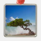 Divi Divi Tree, Eagle Beach, Aruba, Karibik Silbernes Ornament (Vorne)