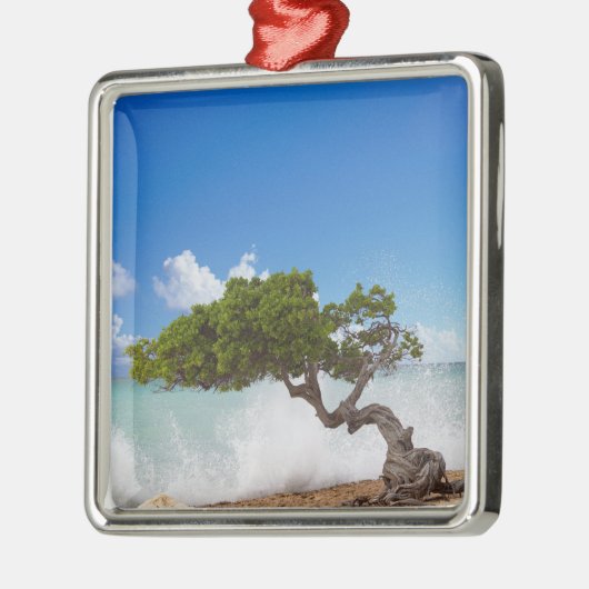 Divi Divi Tree, Eagle Beach, Aruba, Karibik Silbernes Ornament (Links)