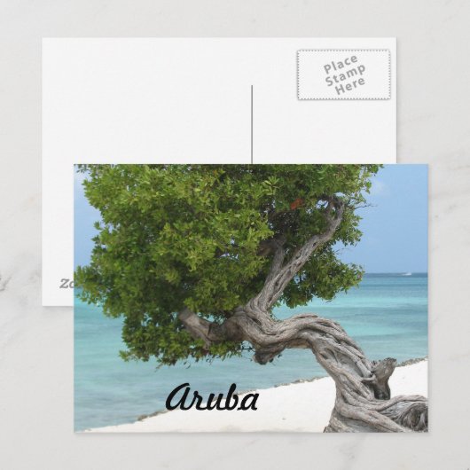 Divi Divi Tree in Aruba Postkarte (Vorne/Hinten)
