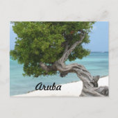 Divi Divi Tree in Aruba Postkarte (Vorderseite)