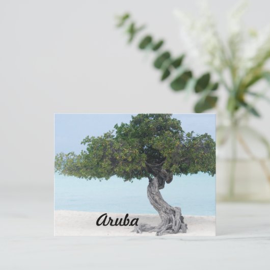 Divi Divi Tree Postkarte (Stehend Vorderseite)
