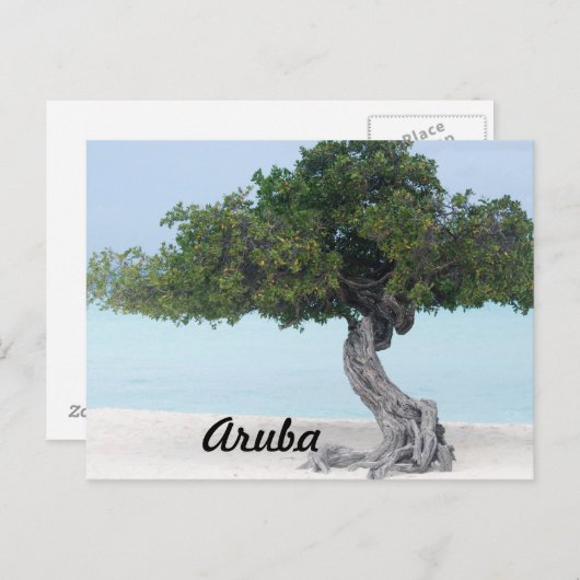 Divi Divi Tree Postkarte (Vorne/Hinten)