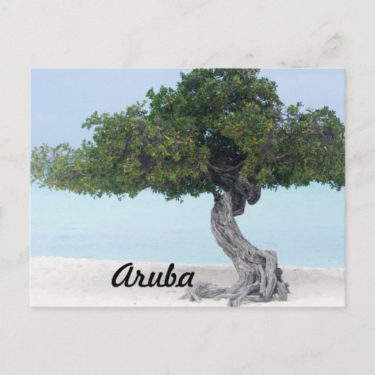 Divi Divi Tree Postkarte (Vorderseite)