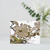 Divine Dogwood Spring Postcard Postkarte (Stehend Vorderseite)