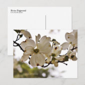 Divine Dogwood Spring Postcard Postkarte (Vorne/Hinten)