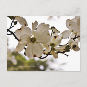 Divine Dogwood Spring Postcard Postkarte