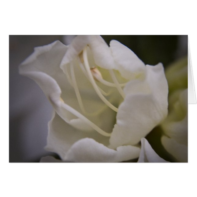 Divine Energy Card (Vorderseite (Horizontal))