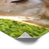 Dixie Darlin Poster (Ecke)