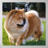 Dixie Darlin Poster (Vorne)