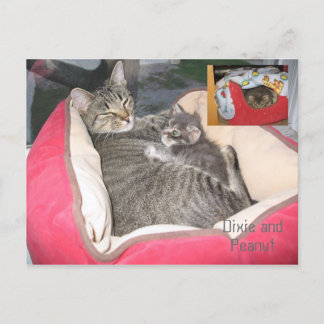 Dixie & Peanut im Erdnussbett Postkarte