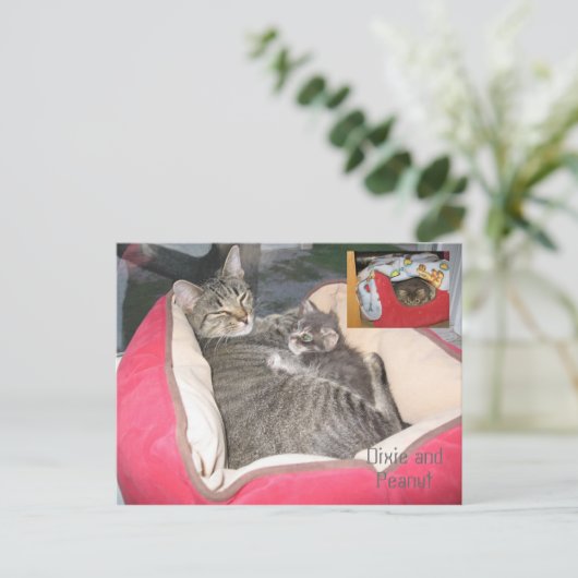 Dixie & Peanut im Erdnussbett Postkarte (Stehend Vorderseite)