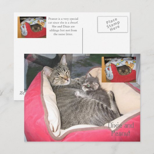Dixie & Peanut im Erdnussbett Postkarte (Vorne/Hinten)