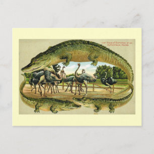 Dixieland Park, Jacksonville, Florida Vintage auf Postkarte